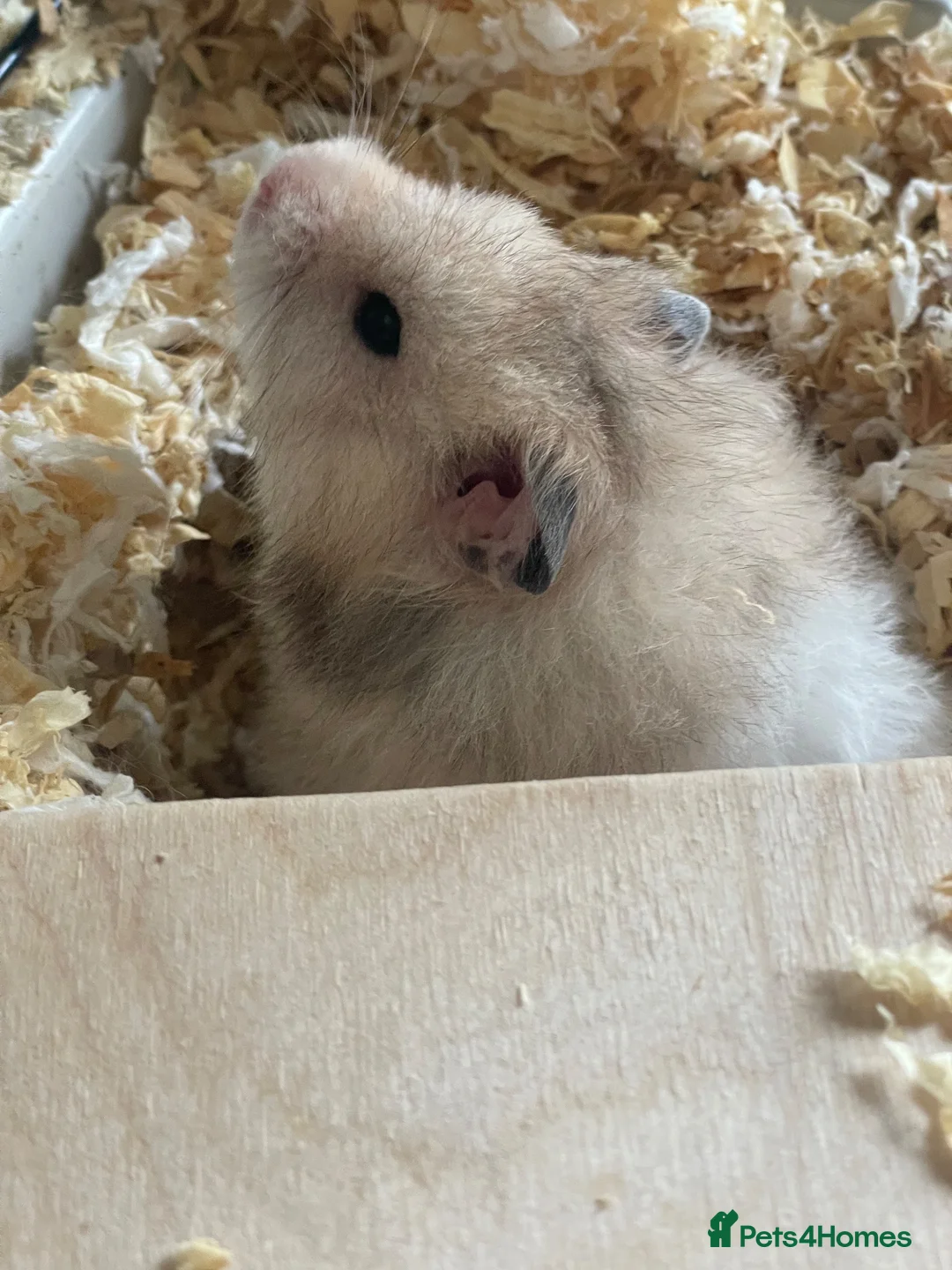 Hamster rodents for sale: Free to good home Syrian Hamster - Advert 3