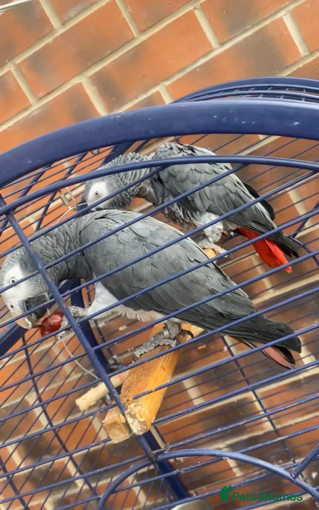 Parrots birds for sale: Female and Male African grey parrots for sale  in Wakefield - Advert 1