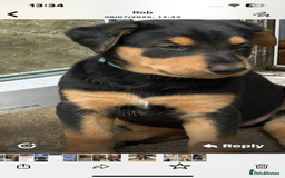 Mixed Breed dogs for sale: Belgian Malinois X Dobermann in Cheltenham - Image 24