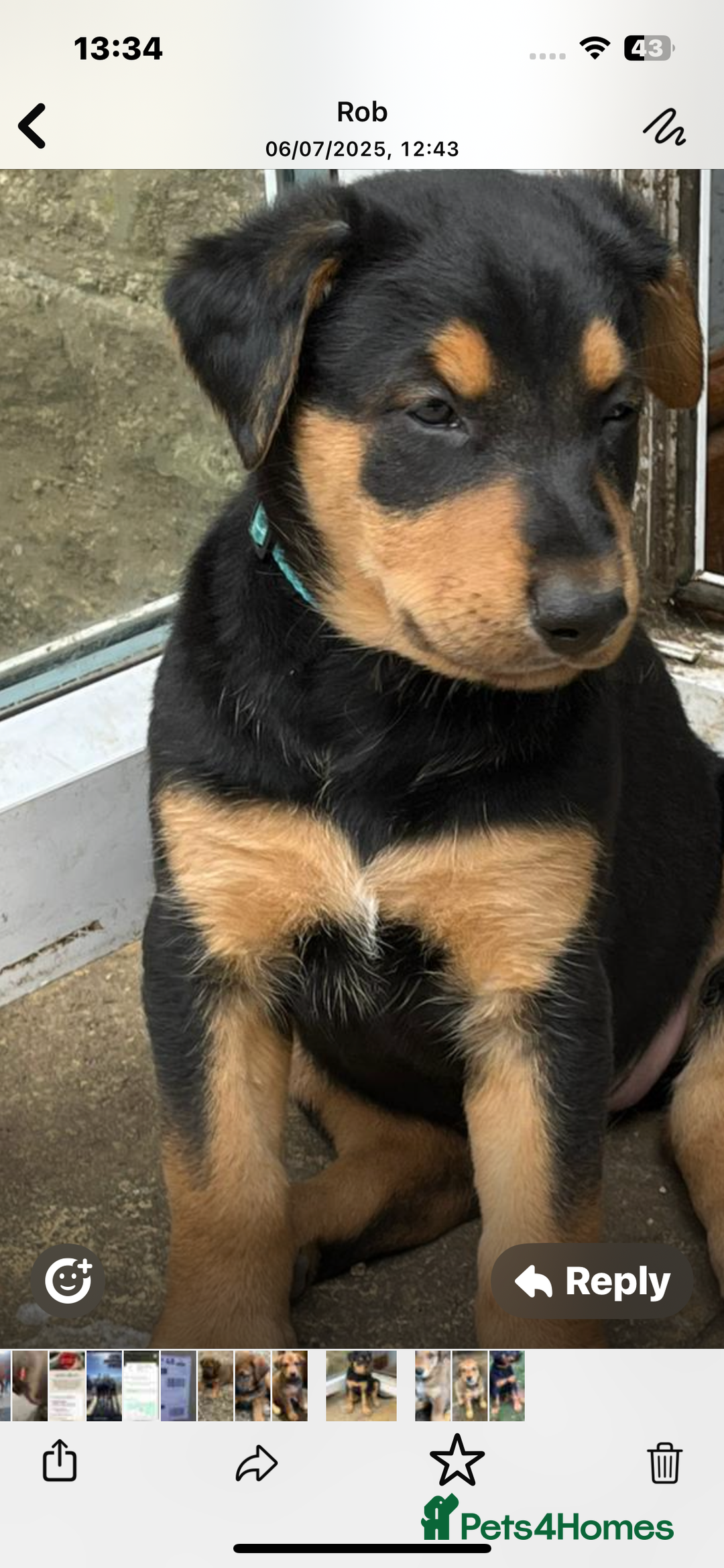 Mixed Breed dogs for sale: Belgian Malinois X Dobermann in Cheltenham - Image 24