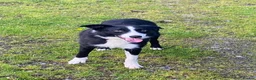 Border Collie dogs for sale: Lovely border collie 3 year old - Advert 2