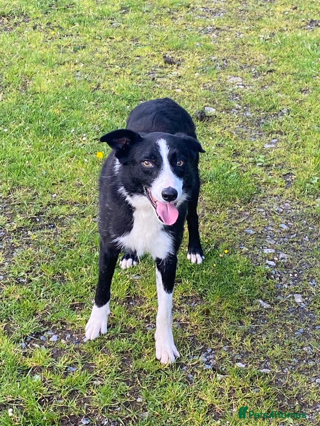 Border Collie dogs for sale: Lovely border collie 3 year old - Advert 2