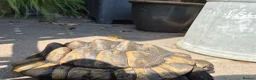 Tortoise reptiles for sale: Female Spur Thigh Tortoise  - Advert 3