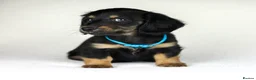 Miniature Dachshund dogs for sale: Long haired Miniature Dachshunds - BLACK & CREAM  - Advert 4