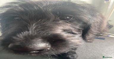 Labradoodle dogs - Advert 3