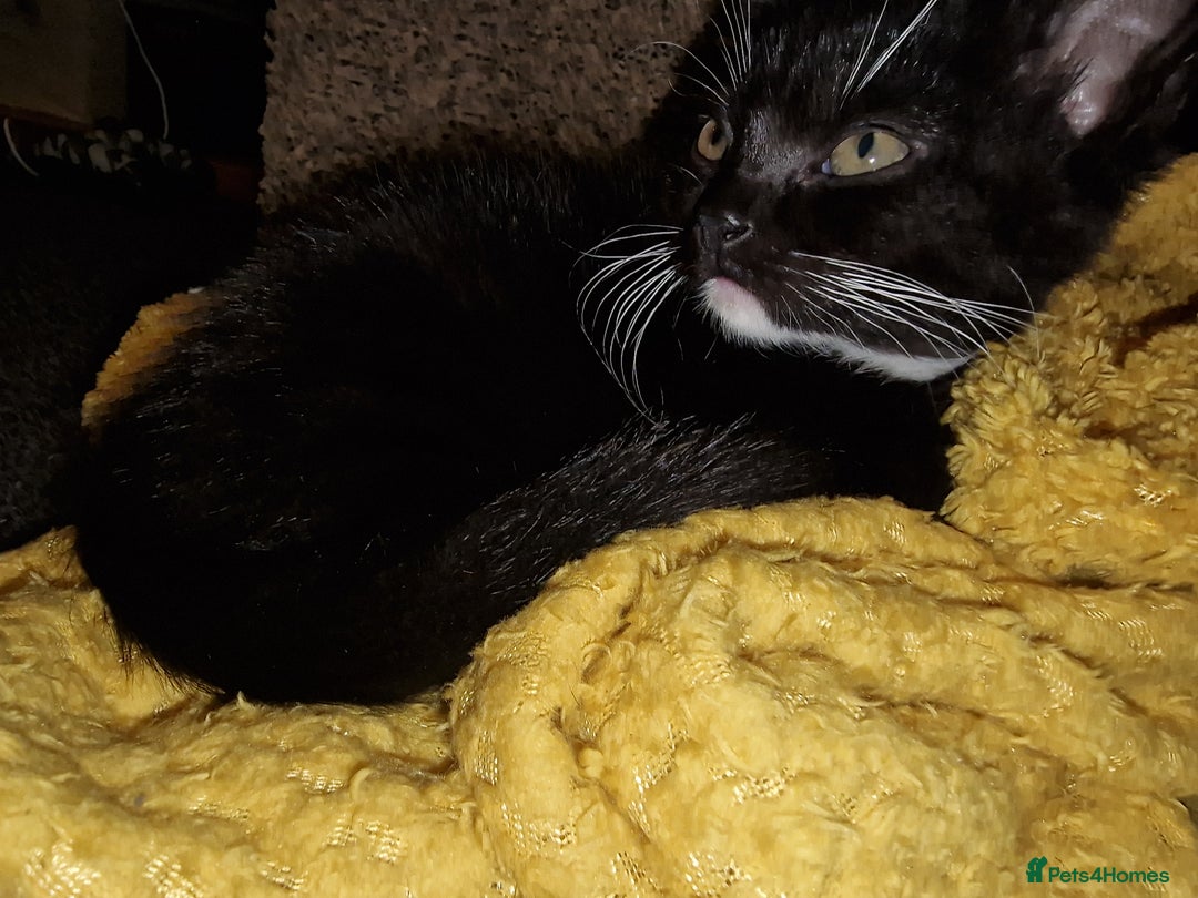 Mixed Breed cats for sale: Kitten for sale. A beautiful girl! - Advert 26