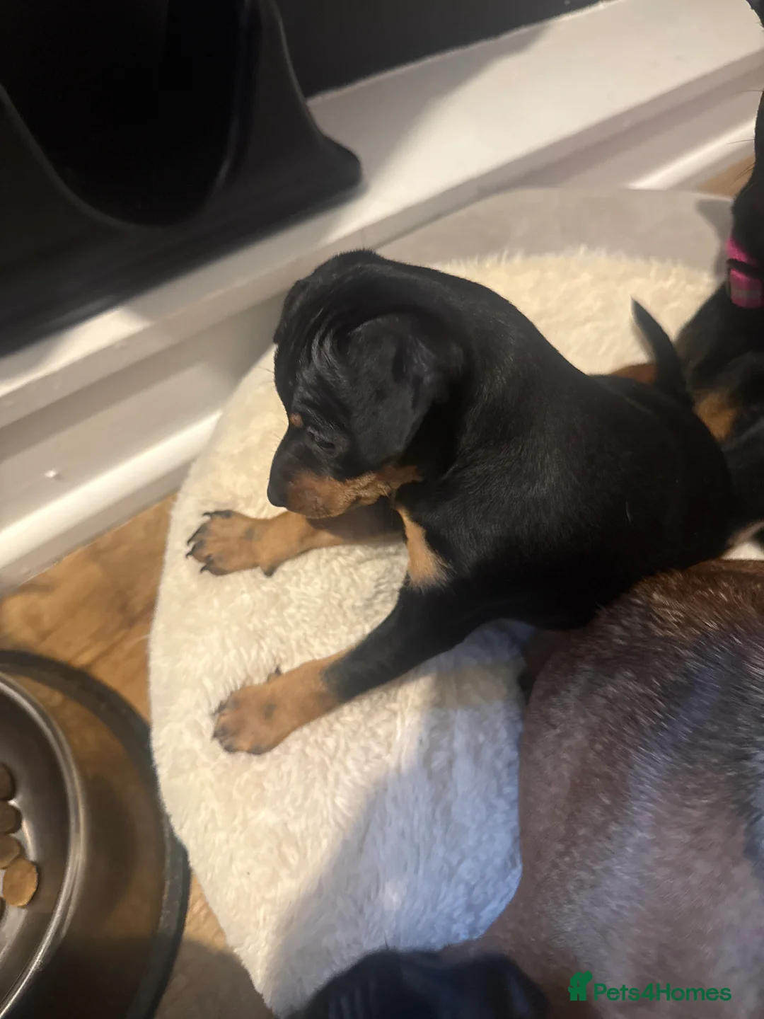 Miniature Pinscher dogs for sale: Female puppies for sale - Advert 3