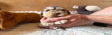 Chocolate sable boy 