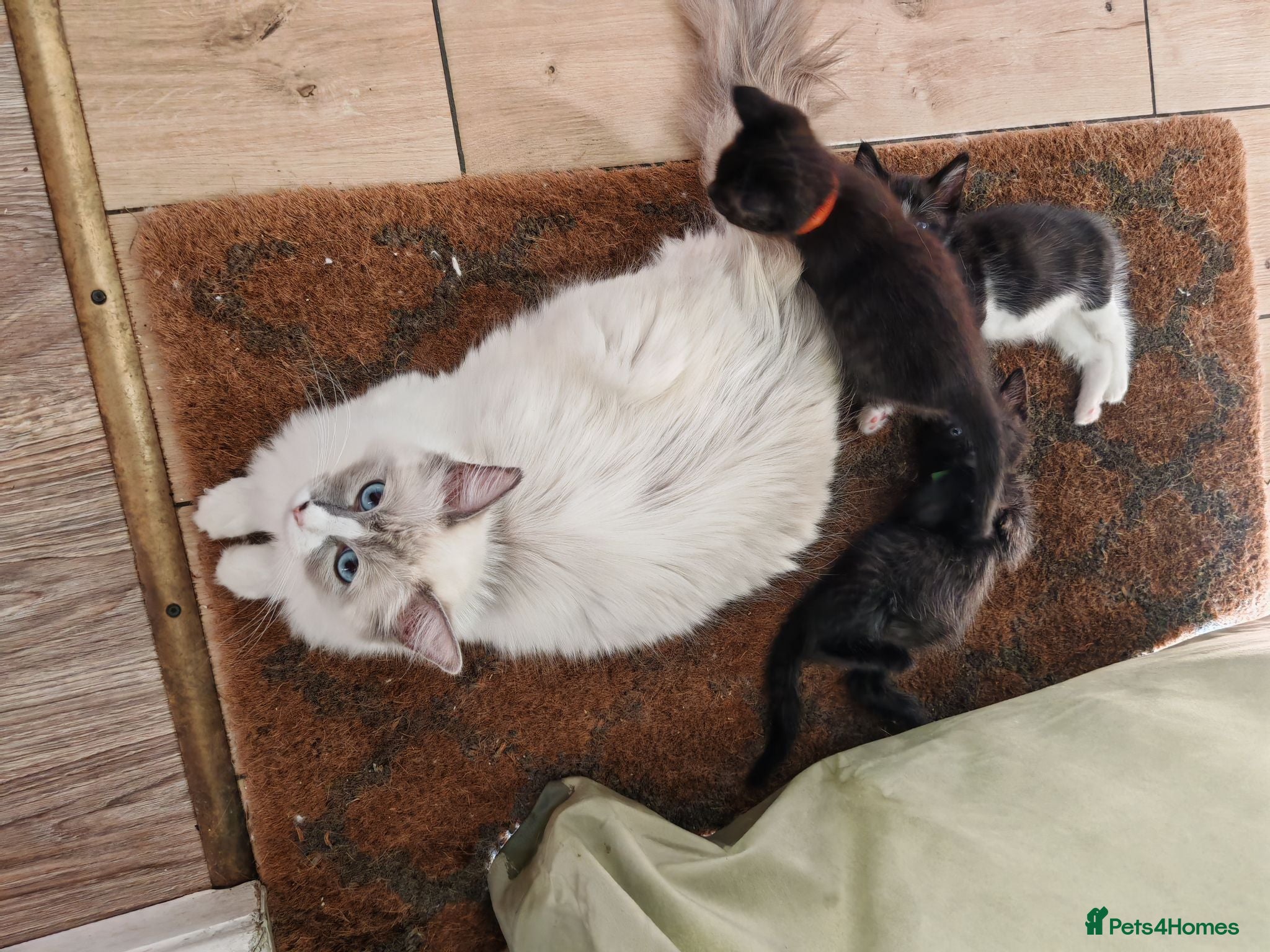 Ragdoll cats Ragdoll cross kittens - Advert 2