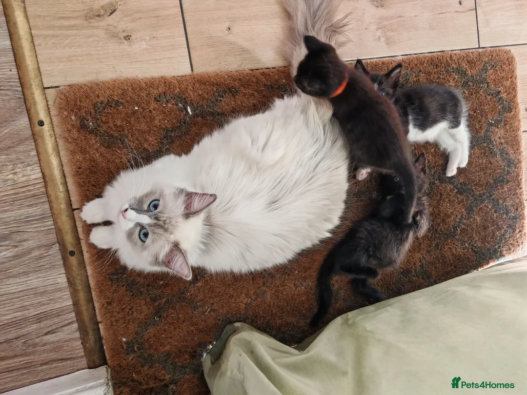 Ragdoll cats for sale: Ragdoll cross kittens - Advert 1