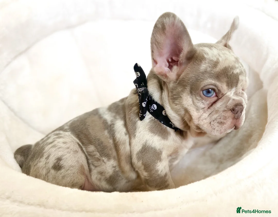 French Bulldog dogs for sale: NEWSHADE ISABELLA AND MERLE FRENCH BULLDOGS - Advert 11