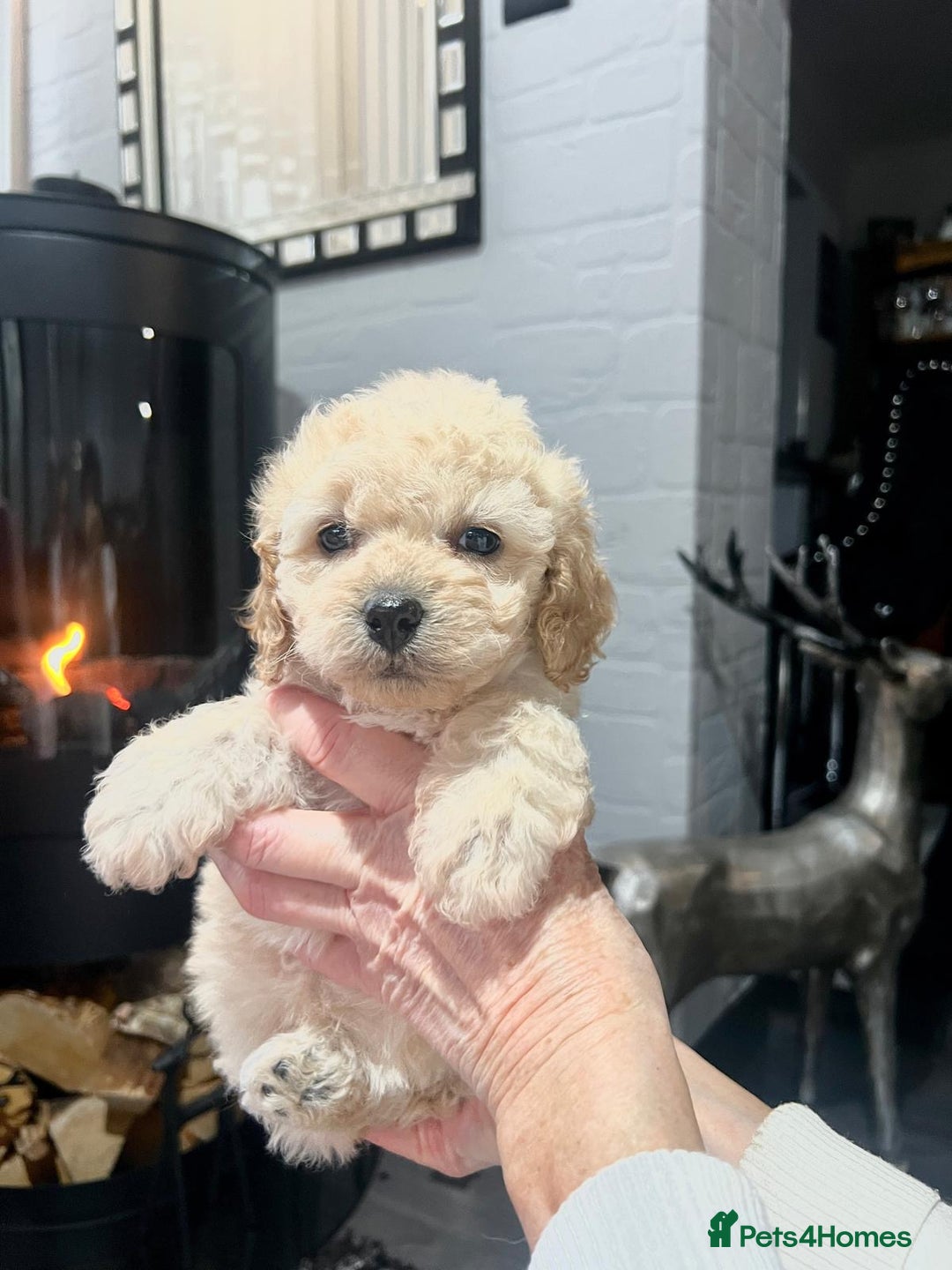 Cockapoo dogs for sale: Tiny cockerpoo pups - Advert 14