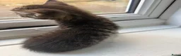 British Longhair cats for sale: Beautiful longhair kittens for SALE! - Advert 29