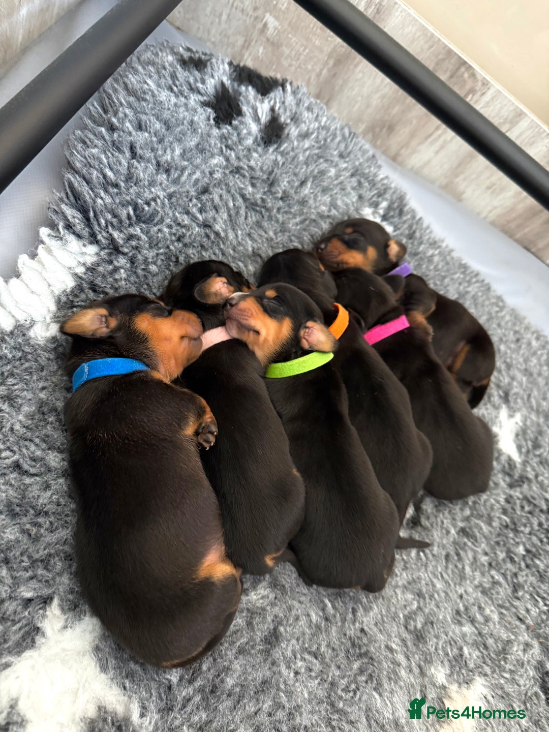 Miniature Dachshund dogs for sale: Black & Tan Miniature Dachshunds  - Advert 1