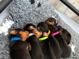 Miniature Dachshund dogs - Advert 36