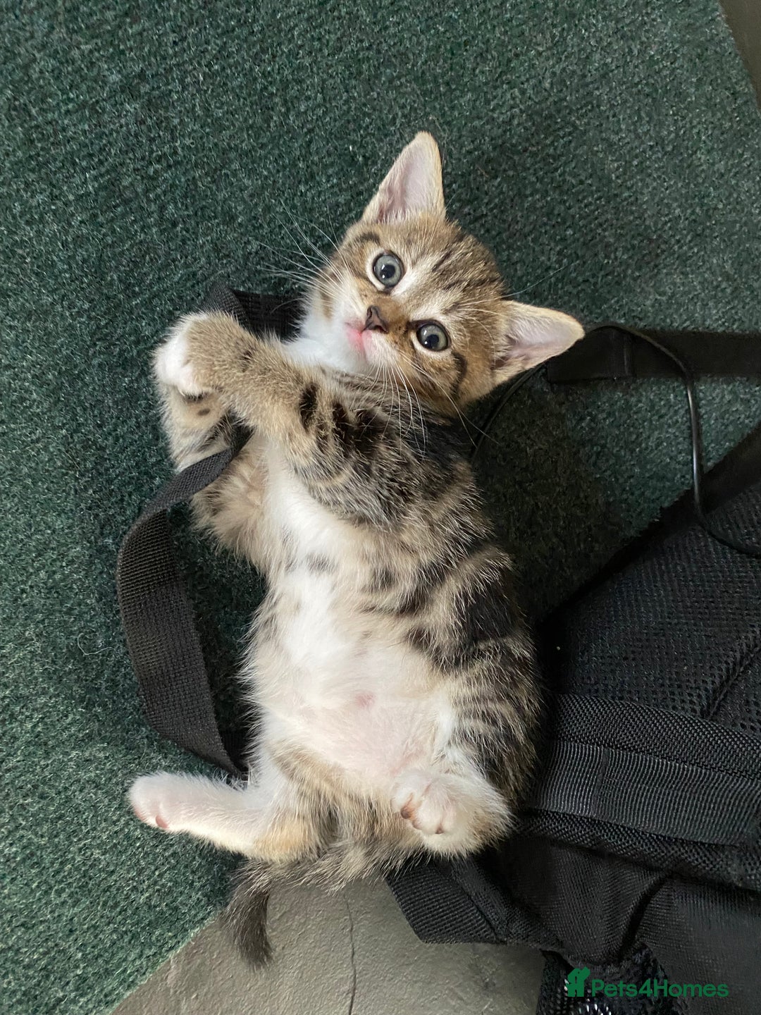 Mixed Breed cats for sale: Four gorgeous kittens  - Image 21