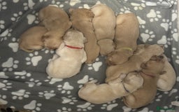 Golden Retriever dogs for sale: Stunning Showline Golden Retrievers 🐾  - Image 6