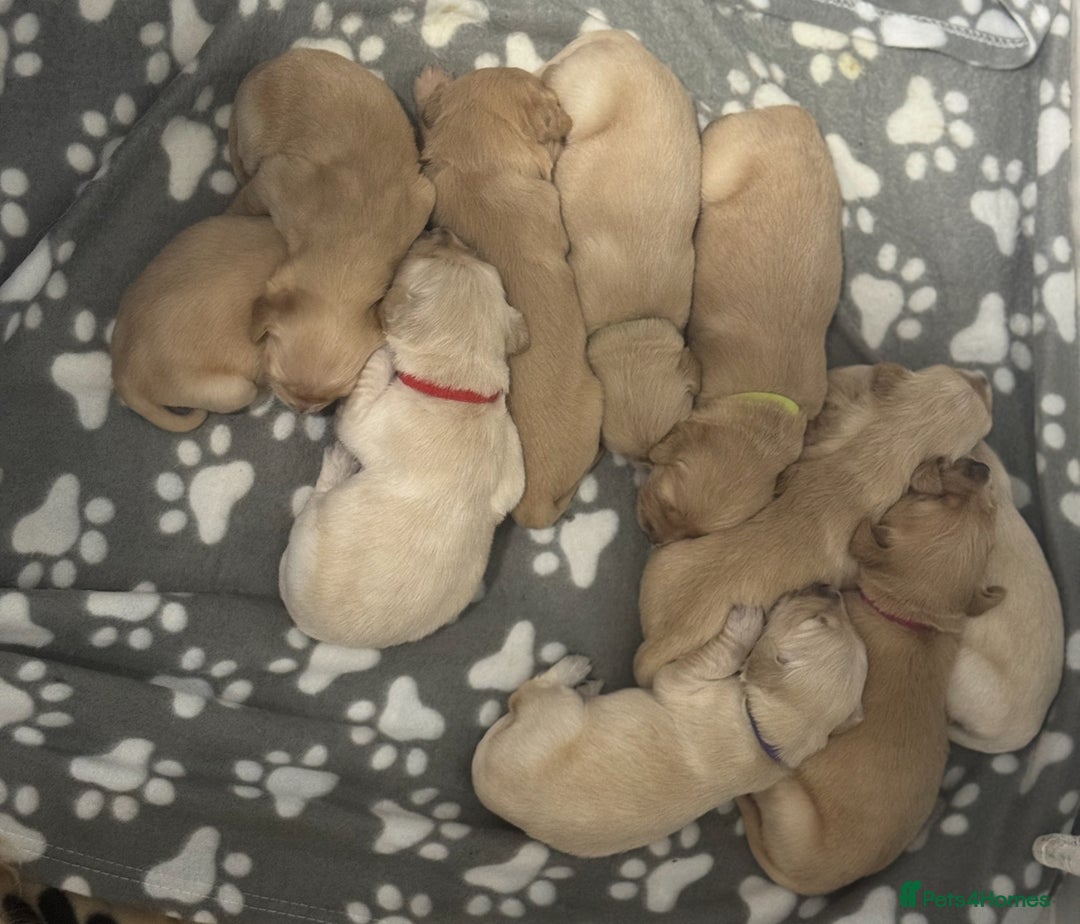 Golden Retriever dogs for sale: Stunning Showline Golden Retrievers 🐾  - Image 6
