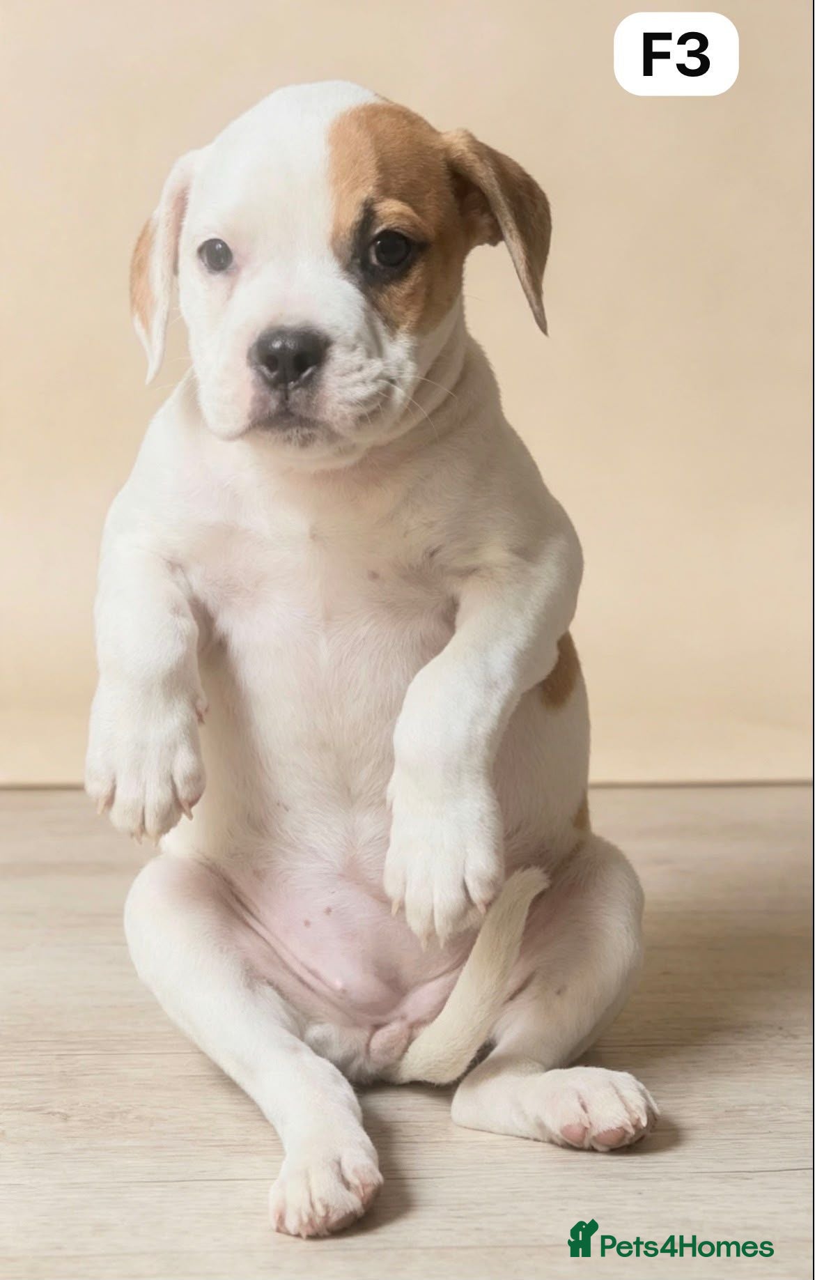 American Bulldog dogs American Bulldog Puppies - Advert 3