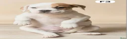 American Bulldog dogs for sale: American Bulldog Puppies - Advert 1