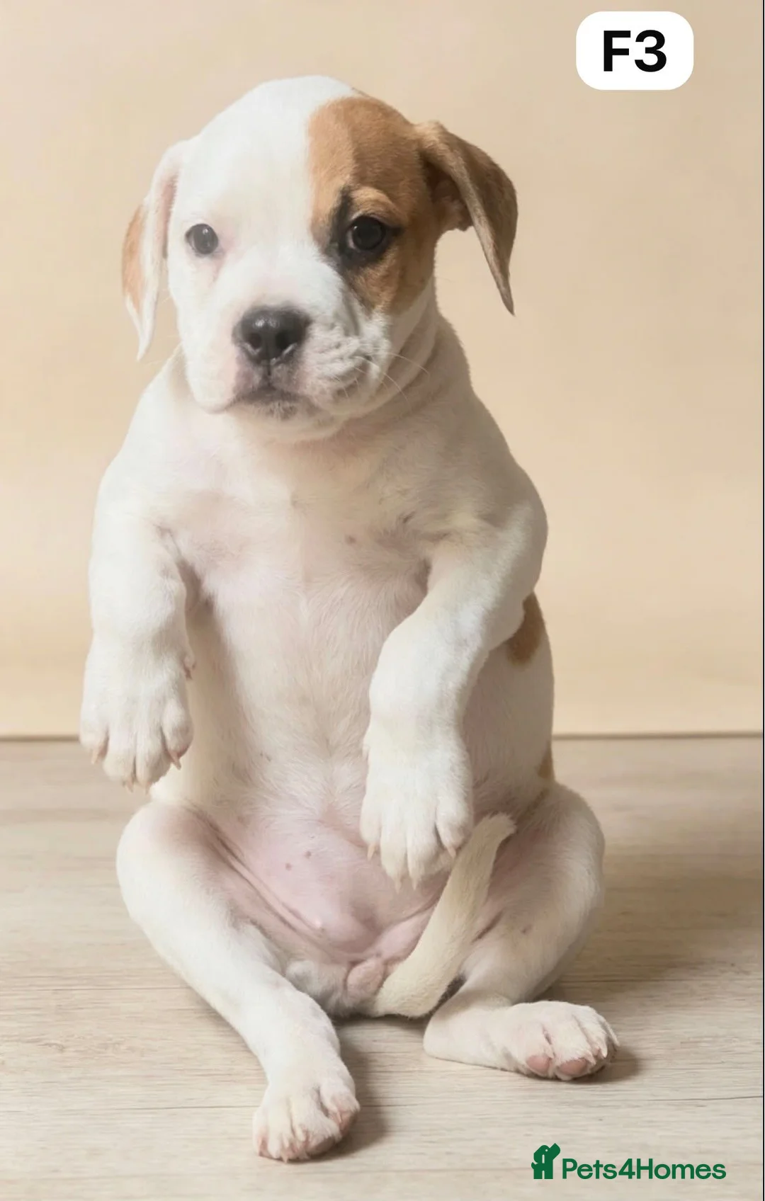 American Bulldog dogs for sale: American Bulldog Puppies - Advert 1