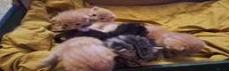 Mixed Breed cats for sale: 6 beautiful kittens  - Advert 4