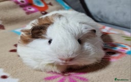 Guinea Pig rodents for sale: Two Stunning Sheltie Sows - Image 26