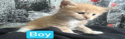 Maine Coon cats for sale: TICA Registered Maine Coon Kittens Polydactyl.  - Advert 8