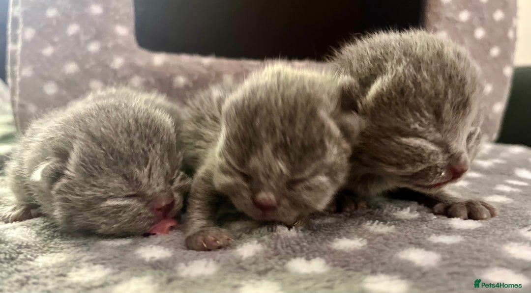 British Shorthair cats for sale: Gentle loving family pets - British Blues  - Image 2