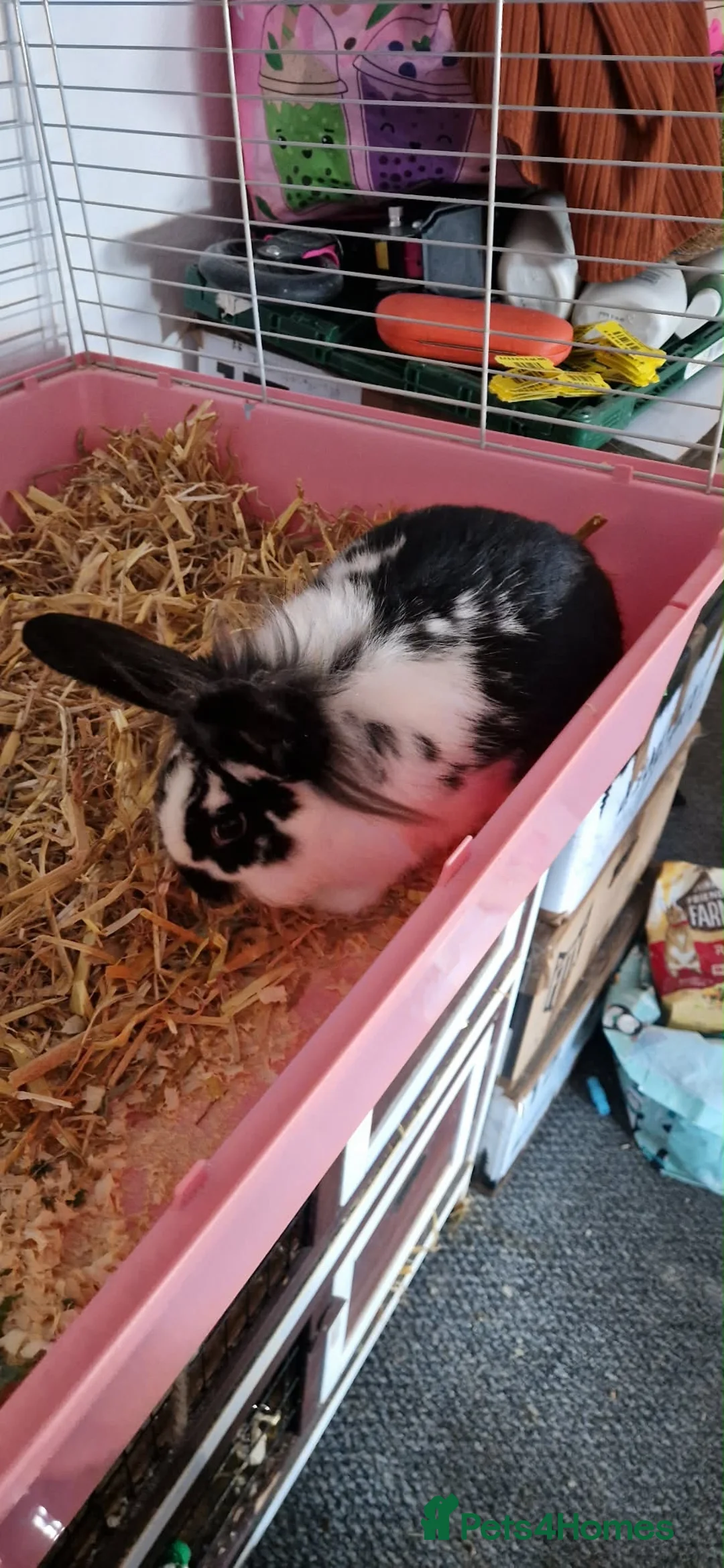 Lionhead rabbits for sale: Two Lion Head Rabbits - URGENT HOME NEEDED  - Advert 1