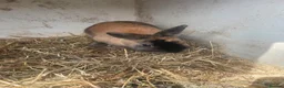 Mixed Breed rabbits for sale: Mix rabbits please read listing  - Advert 7