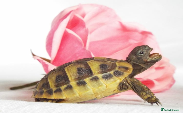 Hermann Tortoise reptiles - Advert 5