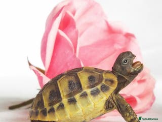 Hermann Tortoise reptiles Herman boettgeri hatchlings. - Advert 3