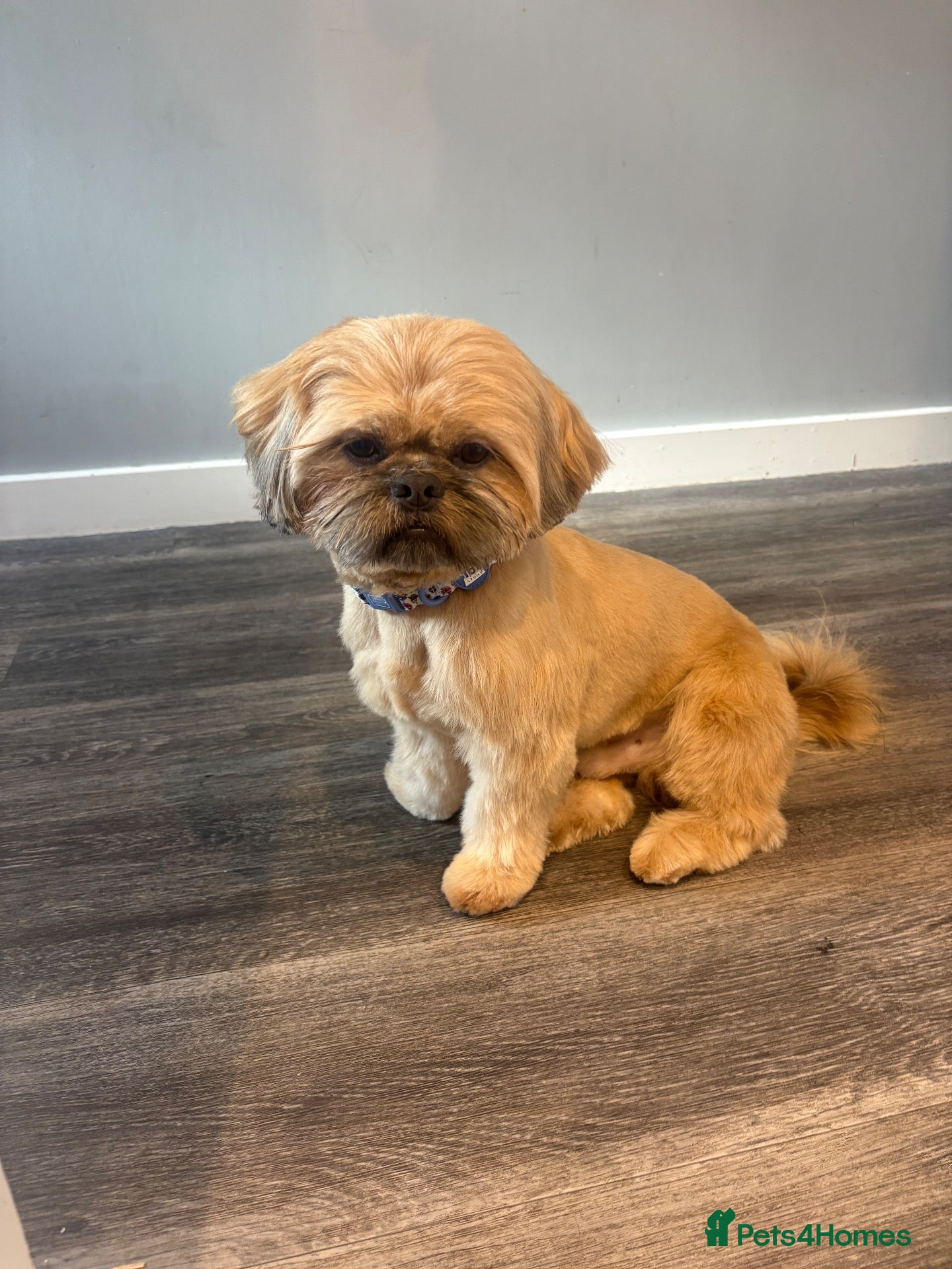Shih Tzu dogs  half imperial Shih Tzu Red chocolate - Advert 11