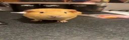 Guinea Pig rodents for sale: King Cappy  - Advert 2