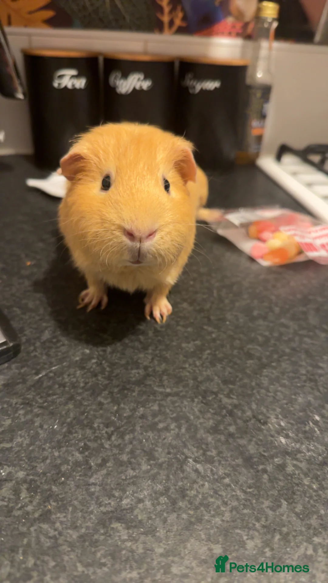 Guinea Pig rodents for sale: King Cappy  - Advert 2