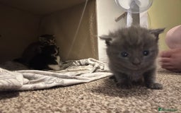 Scottish Fold cats for sale: Scottish fold (half) - Image 1