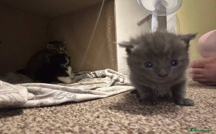 Scottish Fold cats - Advert 4