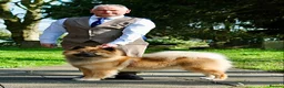 Eurasier dogs for sale: EXQUISPITZ Lovingly home reared Euraiser Puppies  - Advert 6