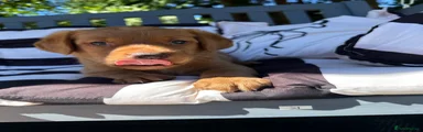 Labrador Retriever 1