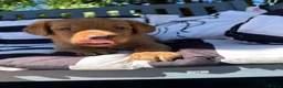 Labrador Retriever dogs for sale: KC Registered Fox Red Labrador Puppy - Advert 5