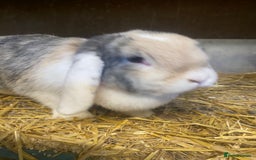 Mini Lop rabbits for sale: Beautiful mini lop bunnies - Advert 1