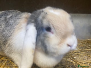 Mini Lop rabbits Beautiful mini lop bunnies - Advert 1