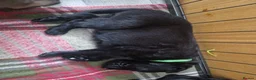 German Shepherd dogs for sale: Beautiful german shepherd puppies for sale  - Advert 11