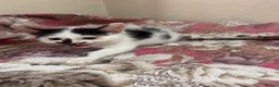 Mixed Breed cats for sale: Kittens For Sale – 5 Left! East London in London - Advert 4