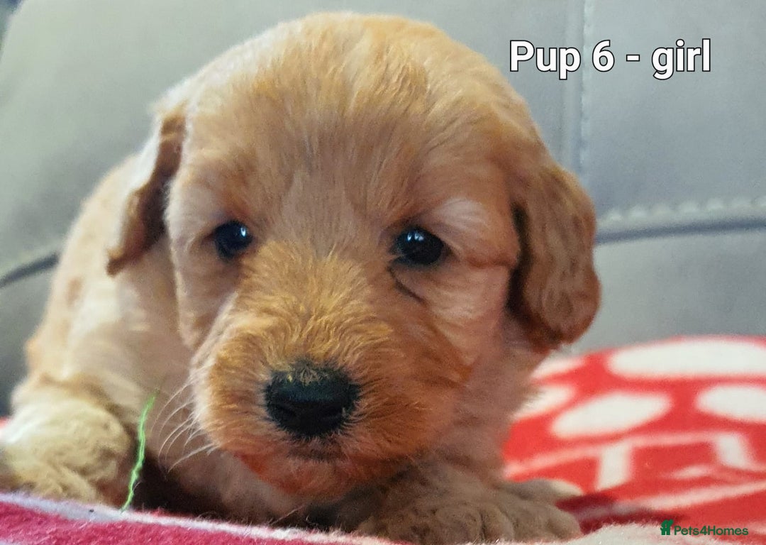 Goldendoodle dogs for sale: F1B Miniature Golden Doodles - Advert 14