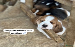 Beagle dogs for sale: ** STUNNING KC 5 GEN TRI COLOUR BEAGLEPUPS ** - Image 13