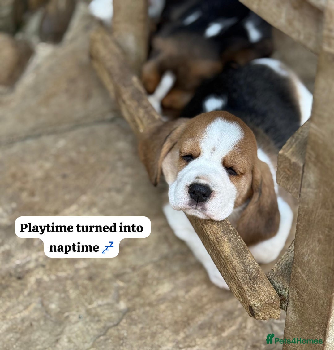Beagle dogs for sale: ** STUNNING KC 5 GEN TRI COLOUR BEAGLEPUPS ** - Image 13