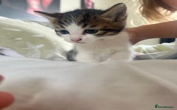 Mixed Breed cats for sale: Sweetest 5 kittens  - Image 7