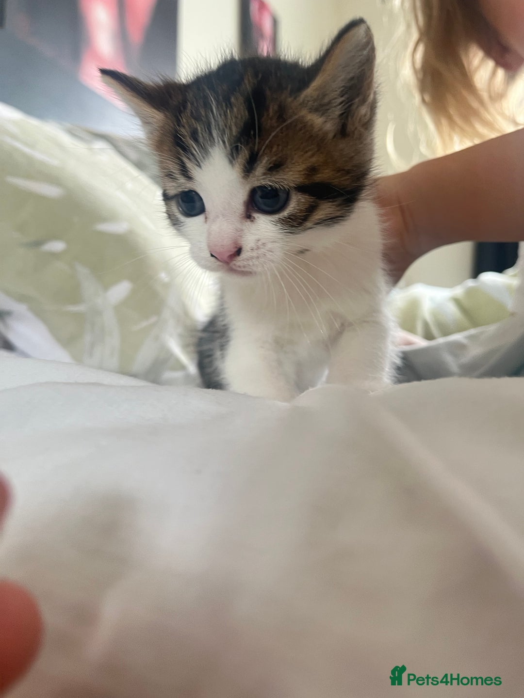 Mixed Breed cats for sale: Sweetest 5 kittens  - Image 7
